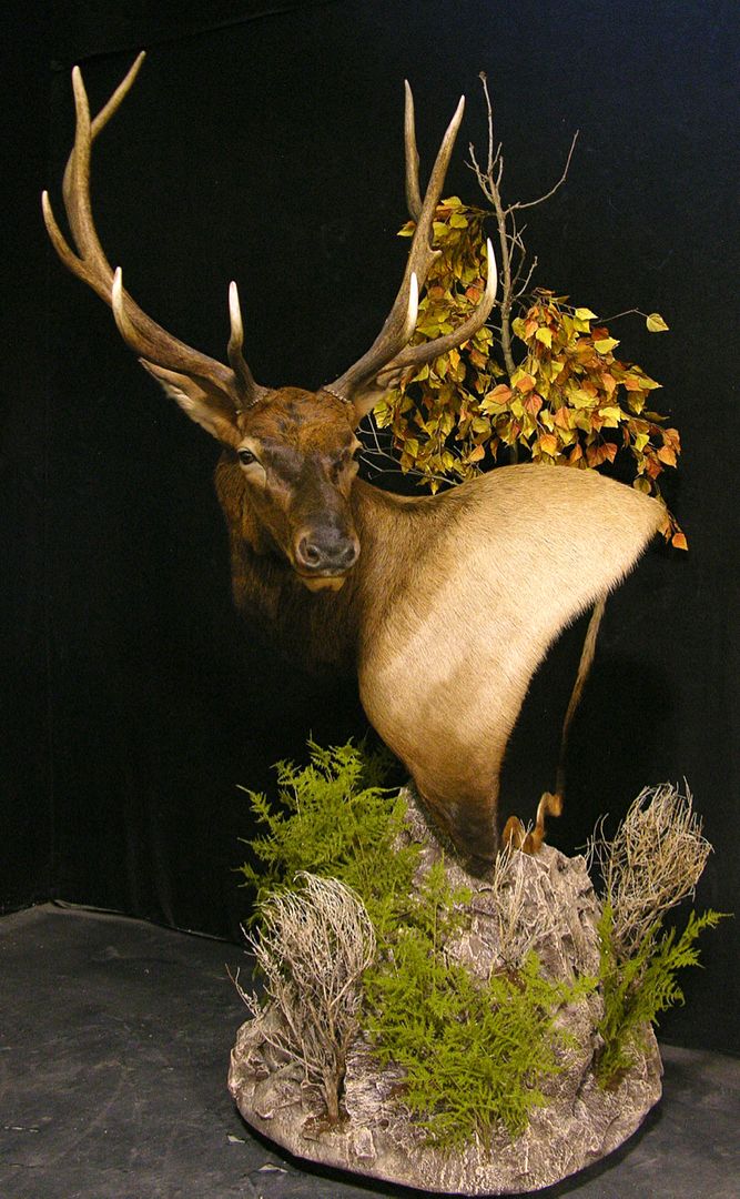 ELK Pedestal Shoulder Mount